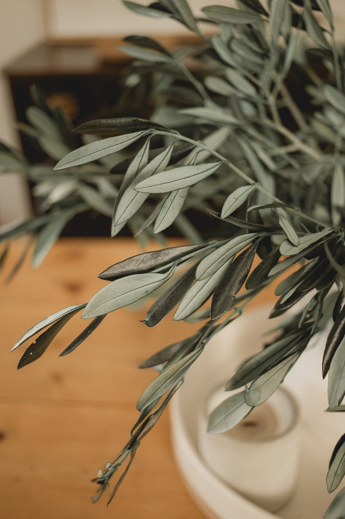 2D5C7509 Italian Olive Stems - Image 1