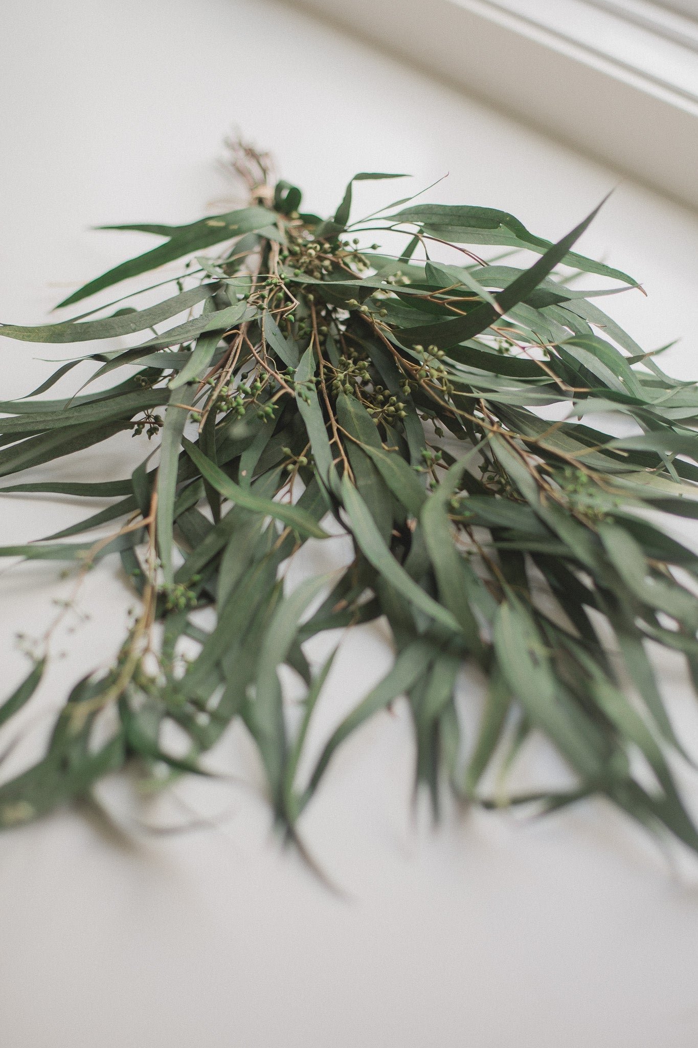 2D5C7744 Preserved Seeded Weeping Willow Eucalyptus - Image 1