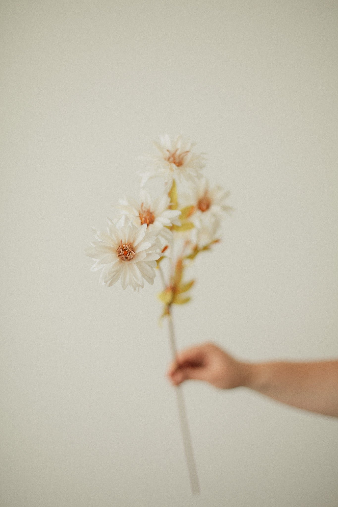 2D5C8754_110f966b-4934-450d-b1f6-f127ee2bba04 Sunflower Bundle - Image 1