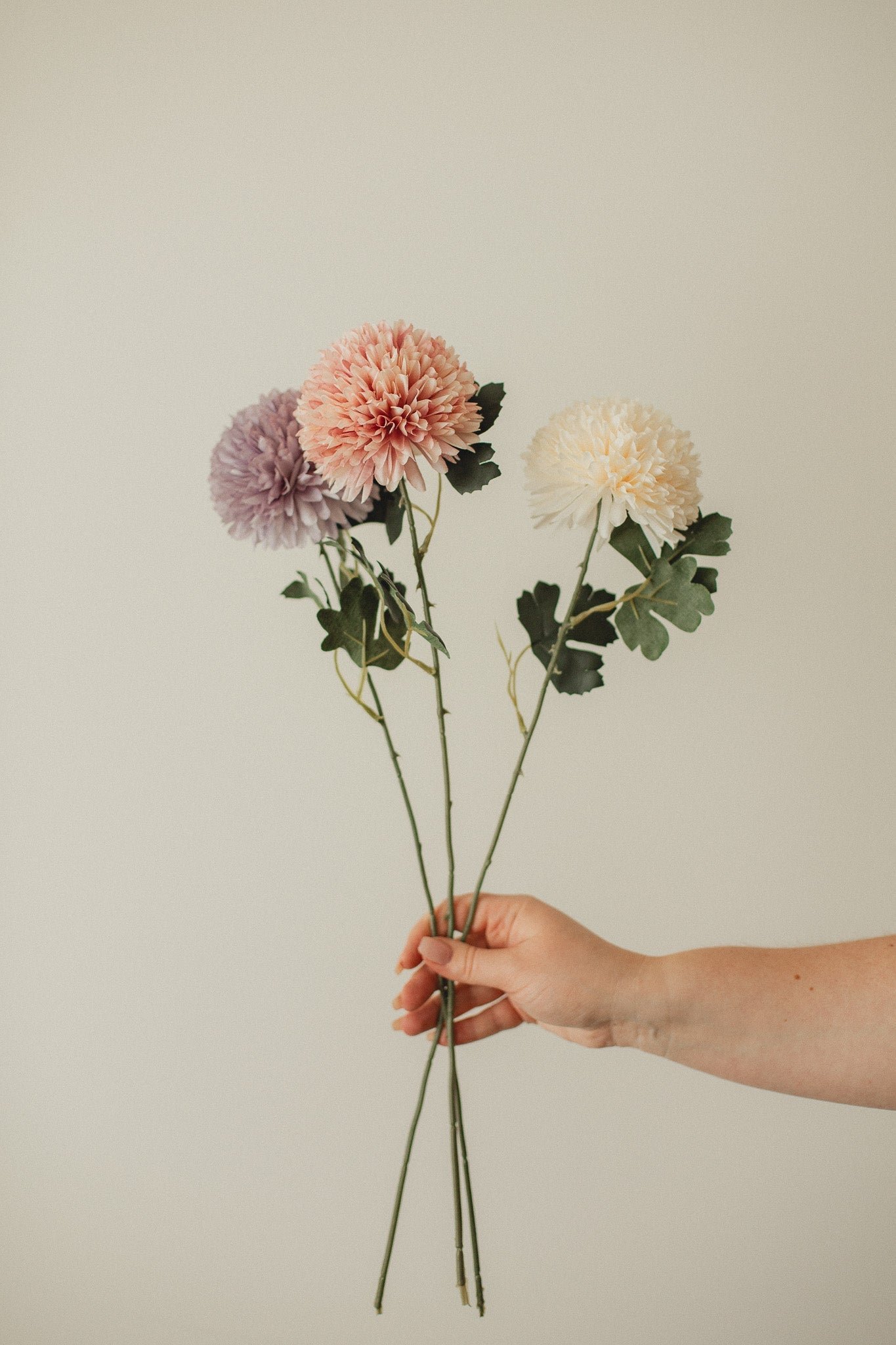 2D5C8852 Chrysanthemum - Image 1